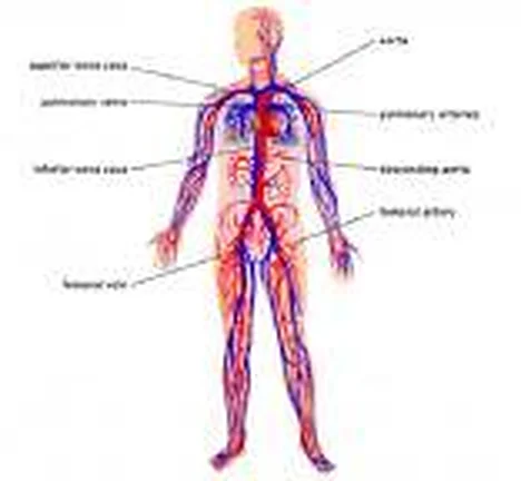 Blood Circulation Model – Polylab