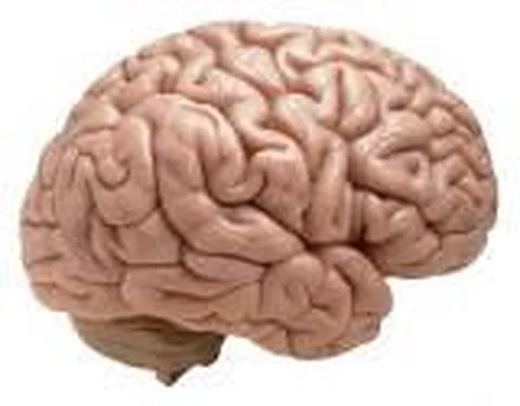 Brain Model – Polylab
