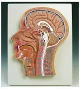 Head Section – Polylab