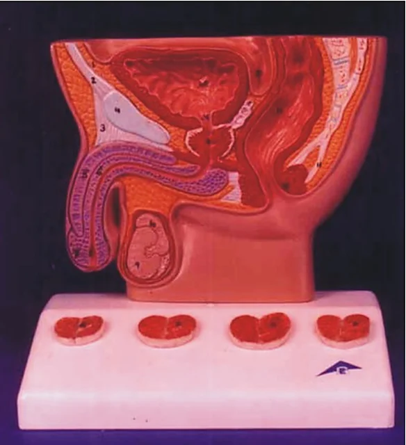 Human Male Prostate Model – Polylab