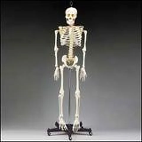 Human Skeleton – Polylab