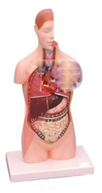 Human Torso – Polylab