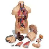 Human Torso Mini – Polylab