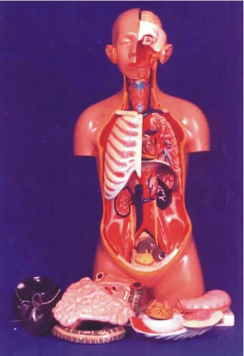 Human Torso (Sexless) – Polylab
