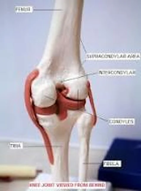 Knee Joint – Polylab