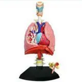 Lungs With Heart – Polylab