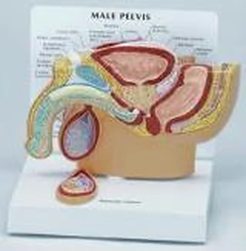 Male Pelvis – Polylab