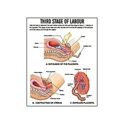 Midwifery Chart – Polylab