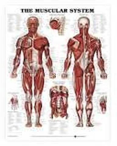 Muscular System – Polylab