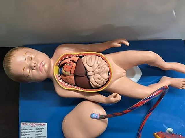 Nursing Lab Instruments and Models – Polylab