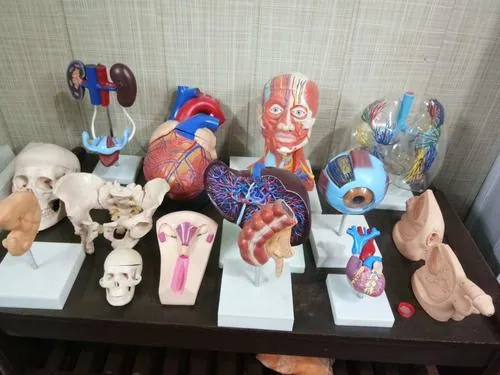 Nursing Manikins – Polylab