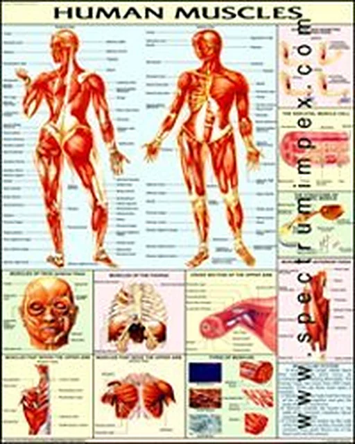 Physiology Chart – Polylab